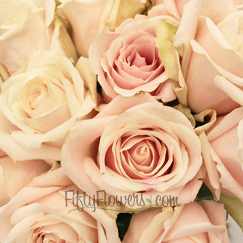 Creamy Pink Candy Bianca Rose