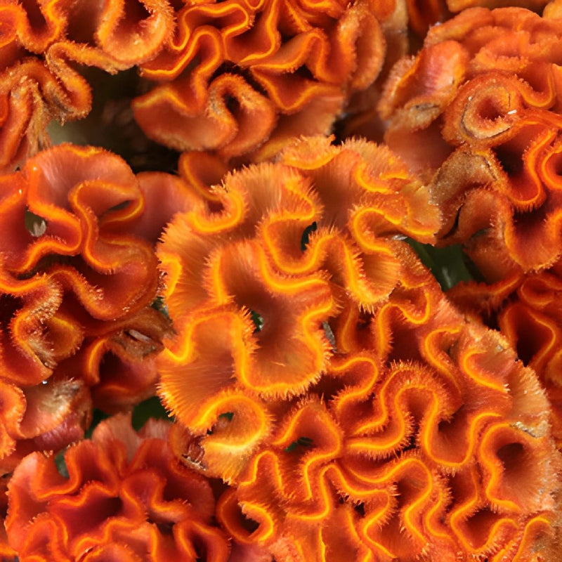 Celosia Orange Fresh Flower
