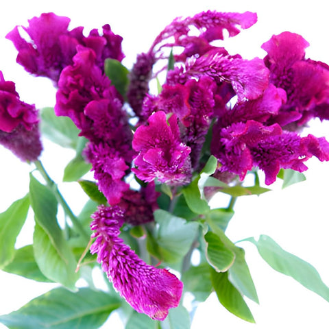 Brain Celosia Magenta Purple Flower