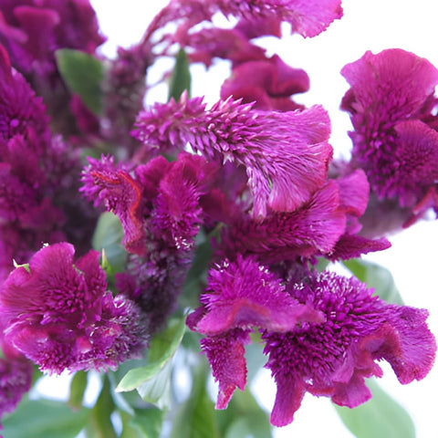 Brain Celosia Magenta Purple Flower