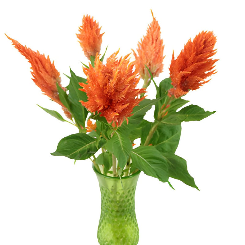 Orange Spark Feather Celosia