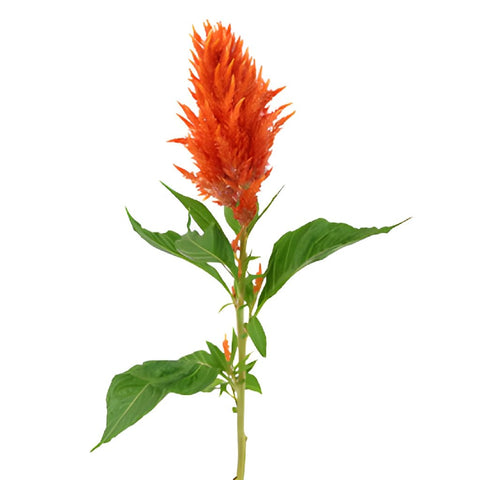 Orange Spark Feather Celosia