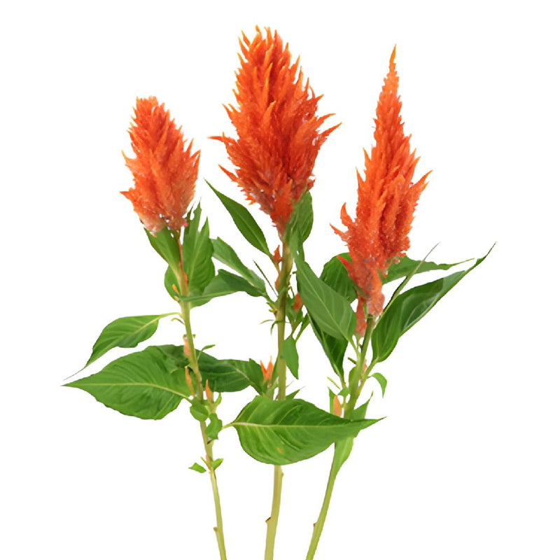 Orange Spark Feather Celosia