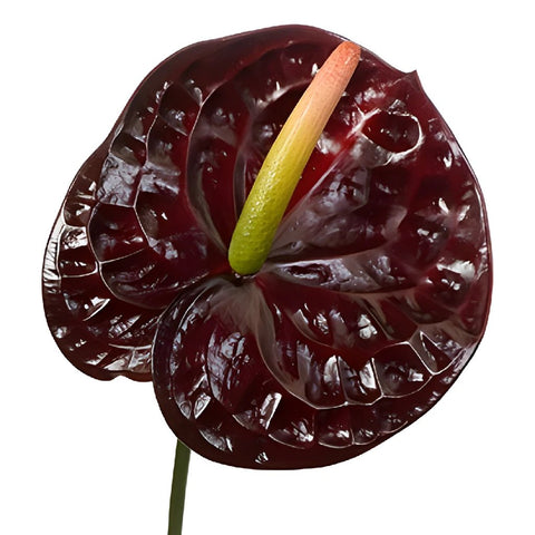 Anthurium Dark Chocolate Tropical Flower
