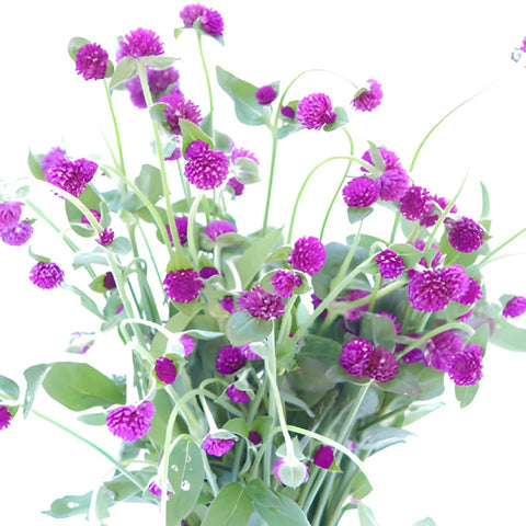 Magenta Purple Fresh Cut Gomphrena Flowers