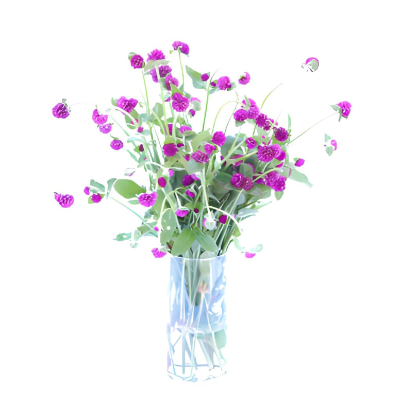 Magenta Purple Fresh Cut Gomphrena Flowers