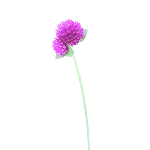 Magenta Purple Fresh Cut Gomphrena Flowers