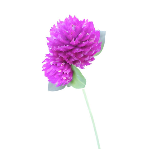 Magenta Purple Fresh Cut Gomphrena Flowers
