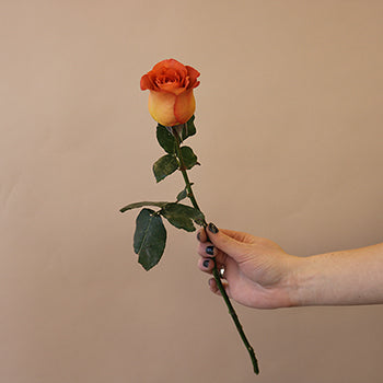 Coffee Break Rose Stem