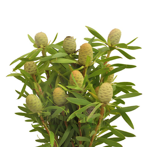 Winter Sunshine Cone Leucadendron