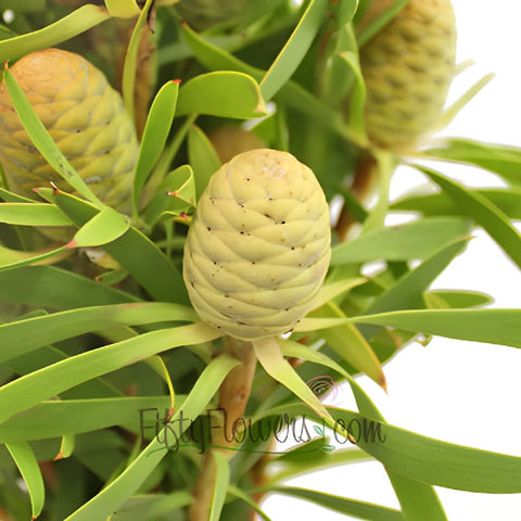 Winter Sunshine Cone Leucadendron