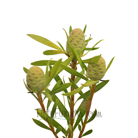 Winter Sunshine Cone Leucadendron