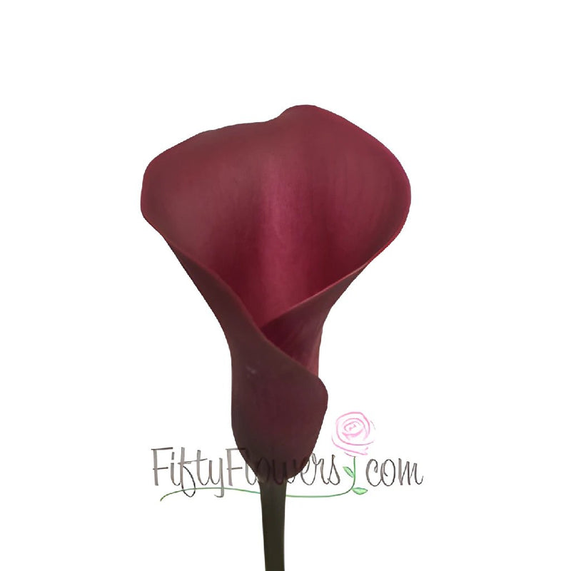PurpleBerry Mini Calla Lily