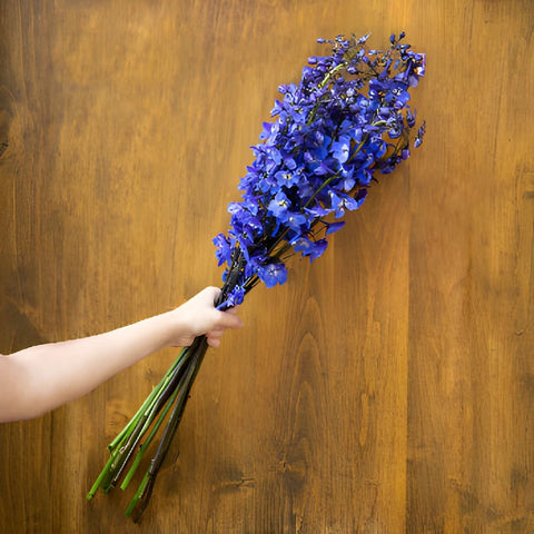 Delphinium Sea Waltz Dark Blue Designer Wholesale Flower Bunch in a hand