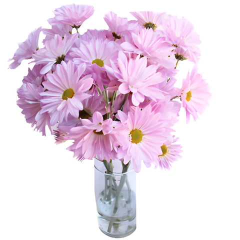 Antique Pink Daisy Flower