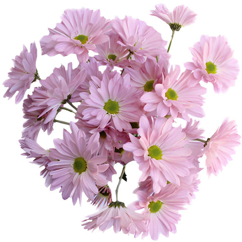 Antique Pink Daisy Flower