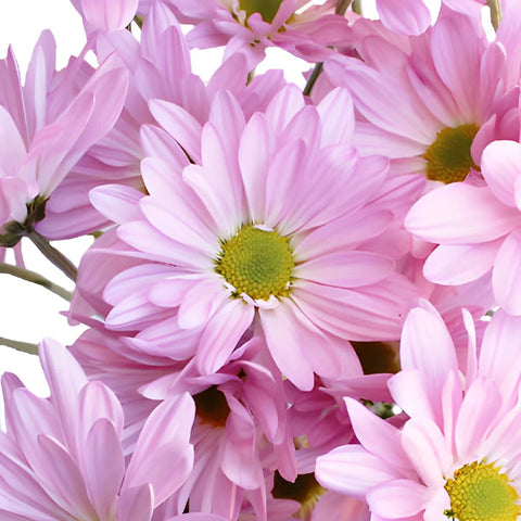 Antique Pink Daisy Flower