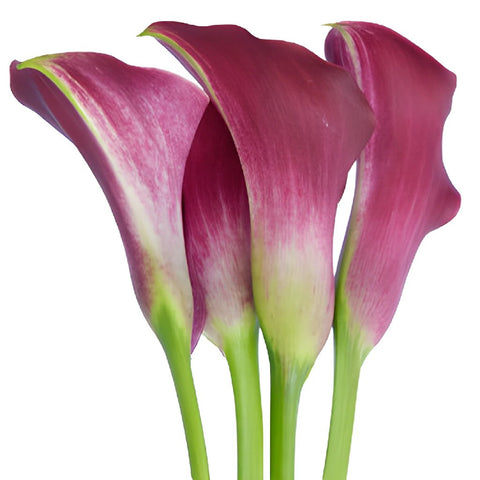 Deep Purple Wine Bulk Mini Calla Lilies