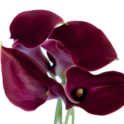 Deep Purple Wine Bulk Mini Calla Lilies