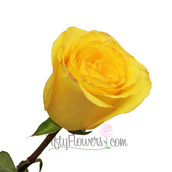 Dejavu Golden Yellow Rose