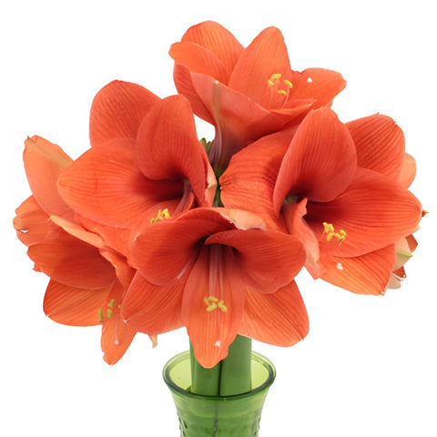 Apricot Orange Amaryllis Flower