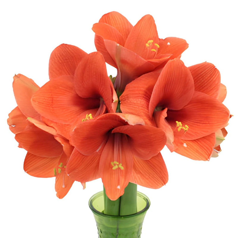 Apricot Orange Amaryllis Flower