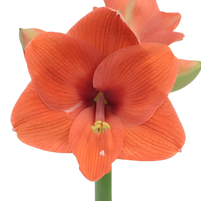 Apricot Orange Amaryllis Flower