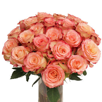 Duett Pink and Cream Rose