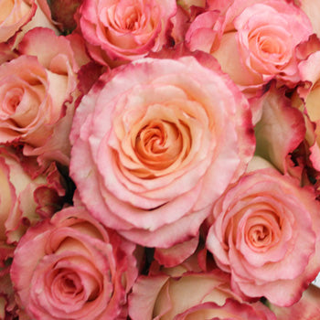 Duett Pink and Cream Rose
