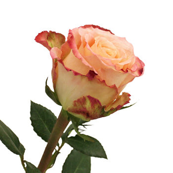Duett Pink and Cream Rose