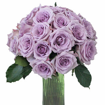 Ocean Song Lavender Rose