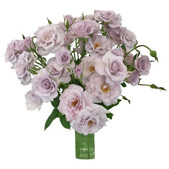 Little Silver Lavender Spray Rose Wholesale