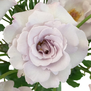 Little Silver Spray Roses for weddings