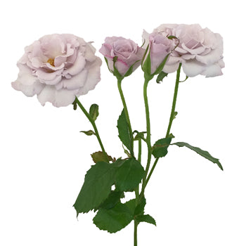 Bulk Spray Roses Little Sivler