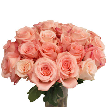 Engagement Light Pink Rose