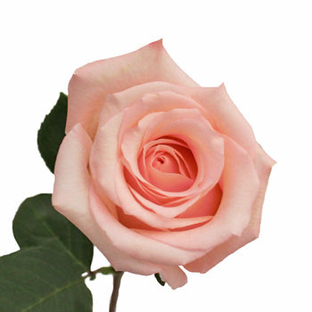 Engagement Light Pink Rose