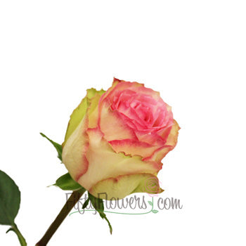 Esperance Creamy Pink Antique Rose