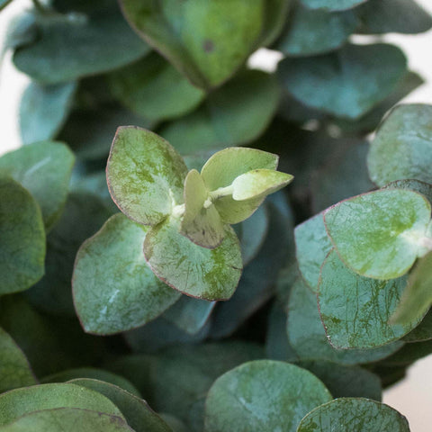 Baby Eucalyptus Wholesale Greenery Up Close