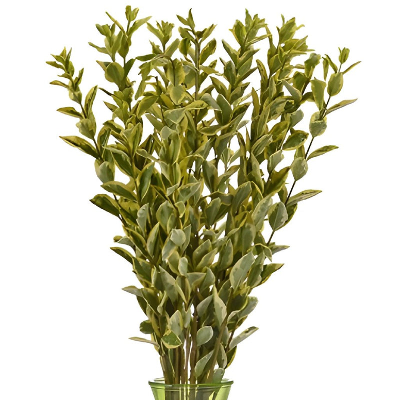 Wholesale greenery euonymus filler flowers sold as bulk