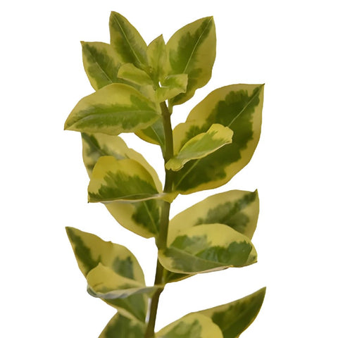 Fresh cut greenery wholesale euonymus filler flowers