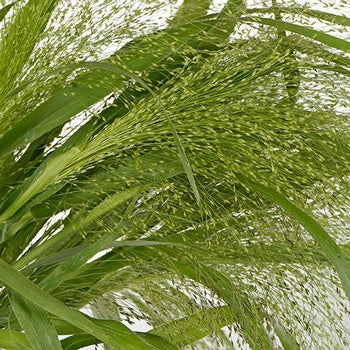Bulk Explosion Grass