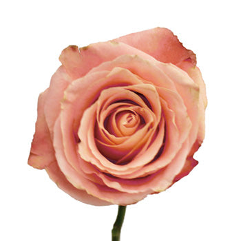 Peachy Pink Fado Rose