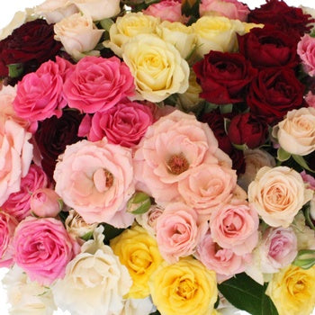 Wholesale Farm Mix Spray Roses for Mom