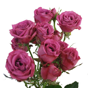 Lavender Mauve Spray Roses