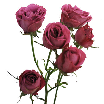 Lavender Mauve Spray Roses
