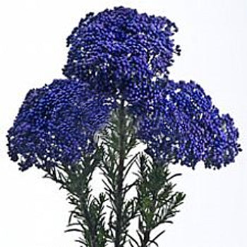 Blue Purple Tinted Rice Flower