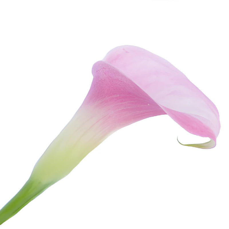 Pink Calla Lily Flower
