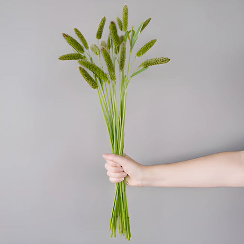 Wholesale greenery fresh cut foxtail millet filler flowers sold for delivery