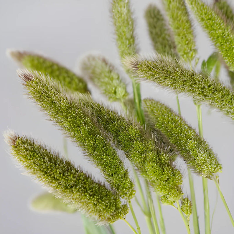 Wedding greenery fresh cut foxtail millet filler flowers sold near me