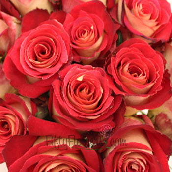 Friendship Yellow and Red Rose